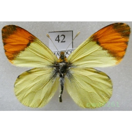 Anthocharis belia (Linnaeus, 1767) Morocco42